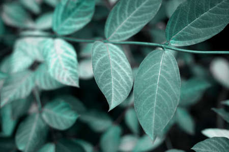 Cold toned green leaves background. Natural foliage botanical blue or mint background for design.の写真素材
