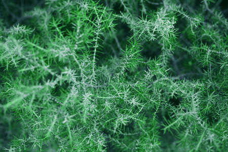Macro picture of green branches of evergreen tree for winter or Christmas design. Natural green background.の写真素材