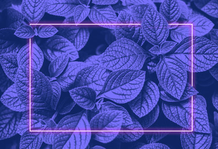 Vibrant blue leaves layout and pink neon glowing frame. Flat lay. Vapor wave retro pattern for...