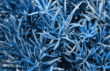 Leaves texture natural background. Blue leaves. Botanical leaf background. Trend 2020 year color.の写真素材