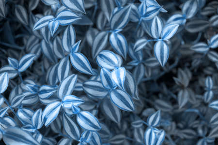 Leaves texture natural background. Botanical leaf backgroundの写真素材