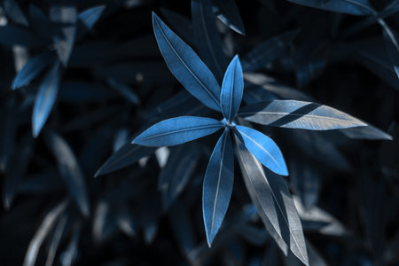 Leaves texture natural background. Blue leaves. Botanical leaf background. Trend 2020 year color.の写真素材