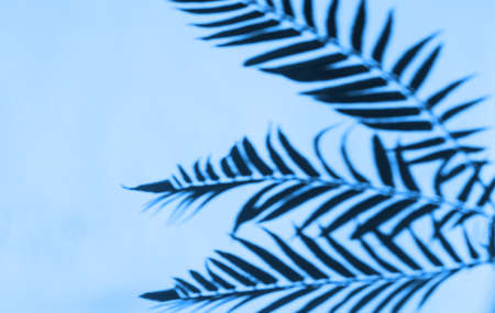 Leaves texture natural background. Blue leaves. Botanical leaf background. Trend 2020 year color.の写真素材
