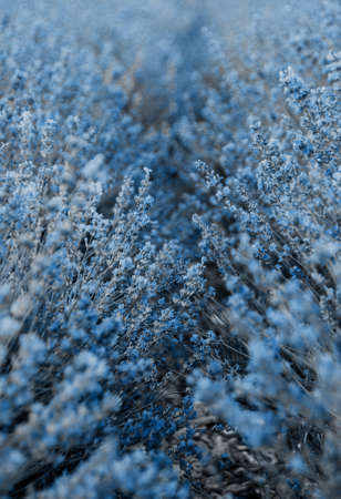Lavender floral vertical texture natural background. Blue color. Botanical leaf. Trend of 2020. Flowersの写真素材