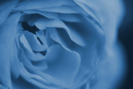 Classic blue 2020 color rose macro flower against black backgroundの写真素材