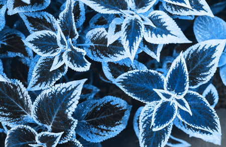 Leaves texture natural background. Blue leaves. Botanical leaf background. Trend 2020 year color.の写真素材