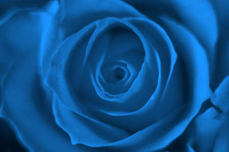 Floral natural background, roses pattern for backdrop, trendy 2020 blue colorの写真素材
