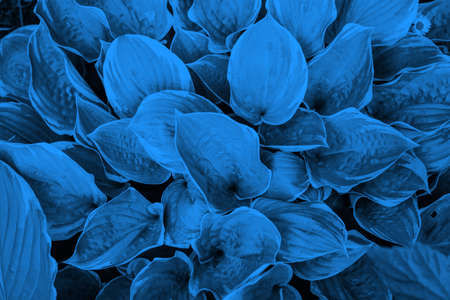 Leaves texture natural background. Blue leaves. Botanical leaf background. Trend 2020 year color.の写真素材