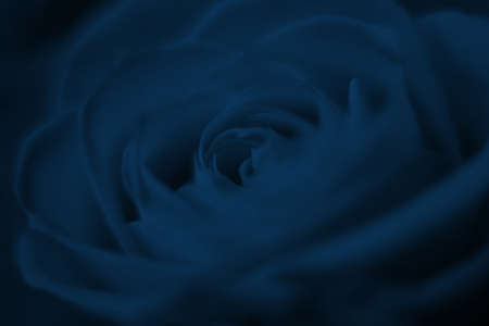 Floral natural background, roses macro pattern for backdrop, trendy 2020 blue colorの写真素材