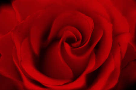 Close up macro of vibrant red roses, perfect romantic card floral background for Valentine's day, greeting card textureの写真素材