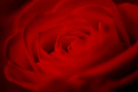 Close up macro of vibrant red roses, perfect romantic card floral background for Valentine's day, greeting card textureの写真素材