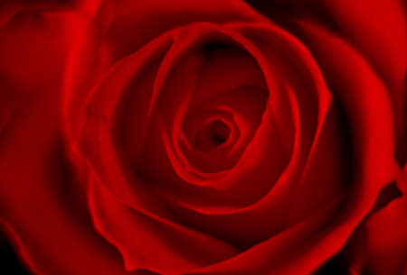 Blurry close up macro of vibrant red roses, perfect romantic card floral background for Valentine's day, greeting card textureの写真素材