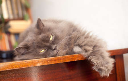 Grey relaxed cat sleeping on the table, pet, at homeの写真素材