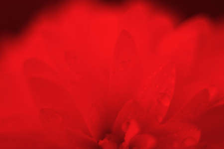 Blurry close up macro of vibrant flower red petals, perfect romantic card floral background for Valentine's dayの写真素材