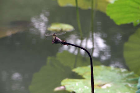 dragonfly on the lotus plantの写真素材