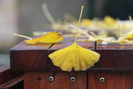 Ginkgo biloba leaves of autumnの写真素材