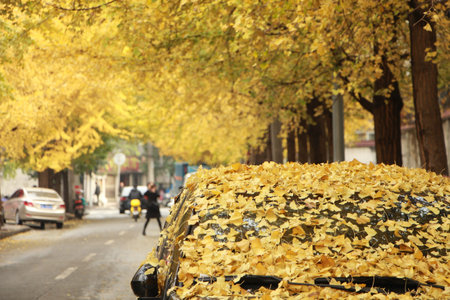 Ginkgo biloba leaves of autumn