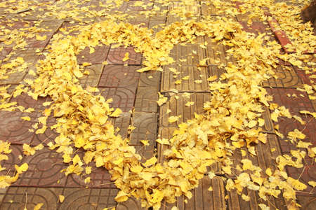 Ginkgo biloba leaves of autumnの写真素材