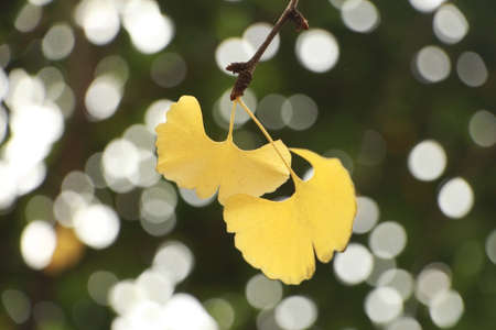 Ginkgo biloba leaves of autumnの写真素材