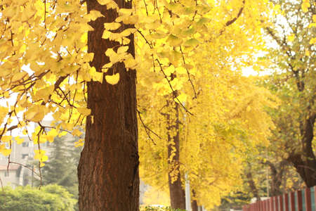Ginkgo biloba leaves of autumnの写真素材