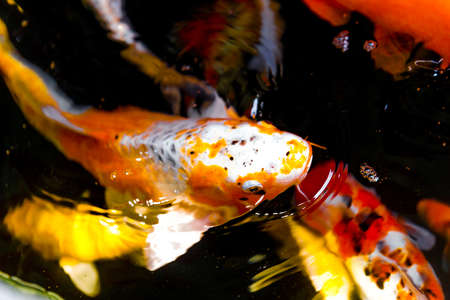 Fancy carps are swim in pondの写真素材