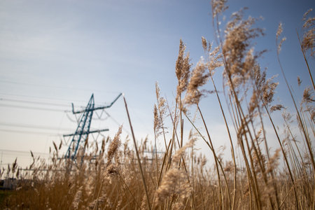 Weeds with in the background a large blue power grid structure near Wateringen (The Netherlands)