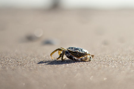 Crab walking along the Dutch coast on a sunny day - Kijkduin, The Hague, The Netherlandsの写真素材