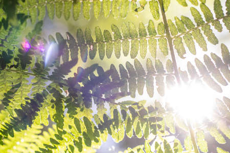 The bright sun shines through the leafs of a fern - optimistic backgroundの写真素材