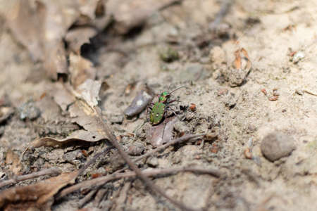 A green tiger beetle on a sandy srface with some twigs (Veluwe, The Netherlands)の写真素材