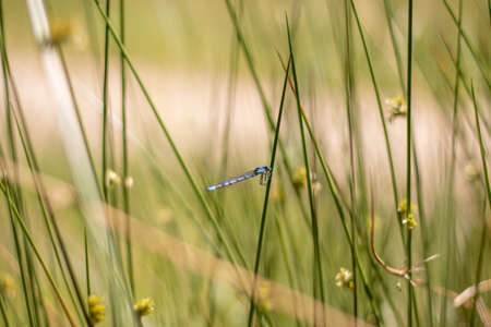 A azure damselfly resting on a grassy plant (Veluwe, The Netherlands)の写真素材