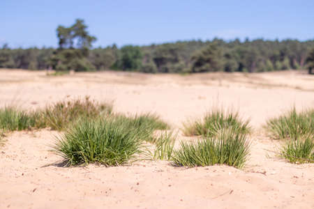 Sand dunes with gras in focus in the front and trees out of focus in the back (Veluwe, The Netherlands)の写真素材