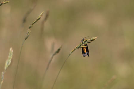 A orange and black moth resting on some grass (Veluwe, The Netherlands)の写真素材
