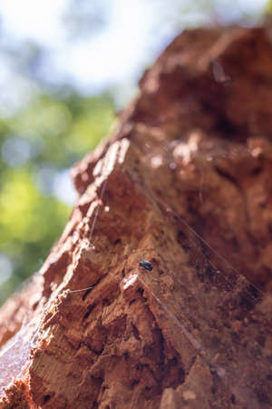 One small, black beetle climbing its way up a rotten tree (Veluwe, The Netherlands)の写真素材