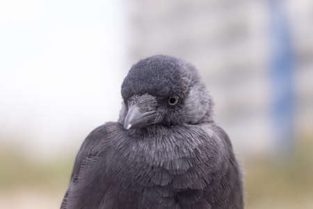 A single jackdaw sitting on a wooden post with fluffed up feathers (Kijkduin, The Hague, The Netherlands)の写真素材
