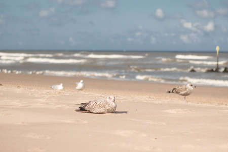 European herring sea gulls resting along the Dutch coastline (Kijkduin, The Hague, The Netherlands)の写真素材