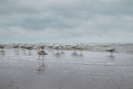 European herring sea gulls standing along the Dutch coastline looking for food (Kijkduin, The Hague, The Netherlands)の写真素材
