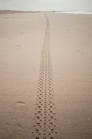 Fresh off road bicycle track in the sand along the Dutch coastline (Kijkduin, The Hague, The...