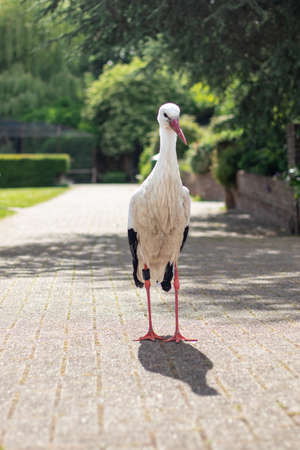 Full body shot of a single stork in a park - Avifaunaの写真素材