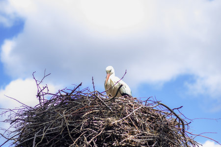 One stork sitting on a nest in front of a cloudy summer skyの写真素材