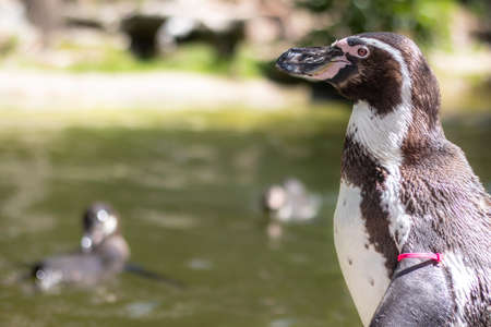 Close-up of a Humboldt penguin with two penguins swimming in the background - three penguins in totalの写真素材