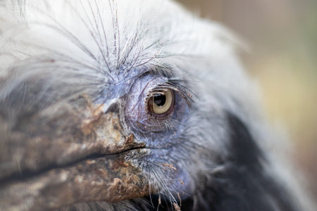 Close-up of a rough dinosaur-like bird's eye