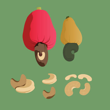 Set of Cashew Nut Vectorのイラスト素材