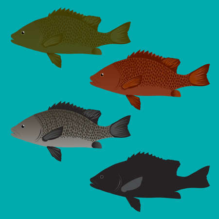 Sea Bass and Snapper fish Vectorのイラスト素材