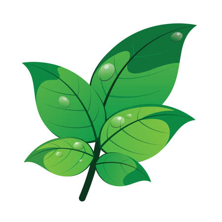 Branch and Leaf with Dewのイラスト素材