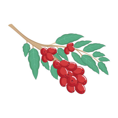 Arabica Coffee Tree and Plant with Bean Isolated Vectorのイラスト素材