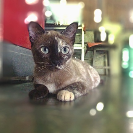 catの素材