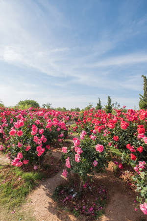 Rose plantationの写真素材