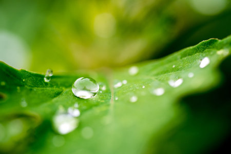 Water drop on green leaf