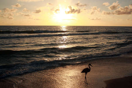  Florida sunsetの写真素材