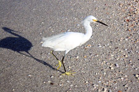 Heron on the beachの写真素材